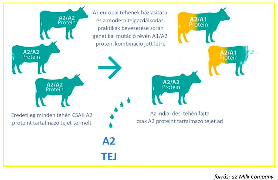 Európában őshonos tehenek háziasítását kiváltó hatást magyarázó ábra, mely szerint a tejben az A1 protein ezért jelent meg.. 